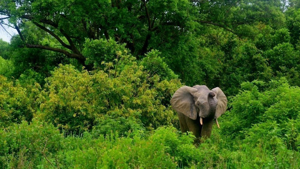 3 Days (2 Nights) Elephant Safari at Mole National Park